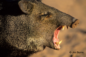 javelina