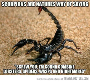 Scorpions suck