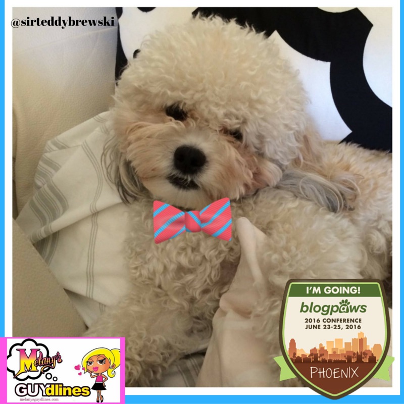 BlogPaws 2016: A Social Media Conference for My Dog, Teddy Brewski