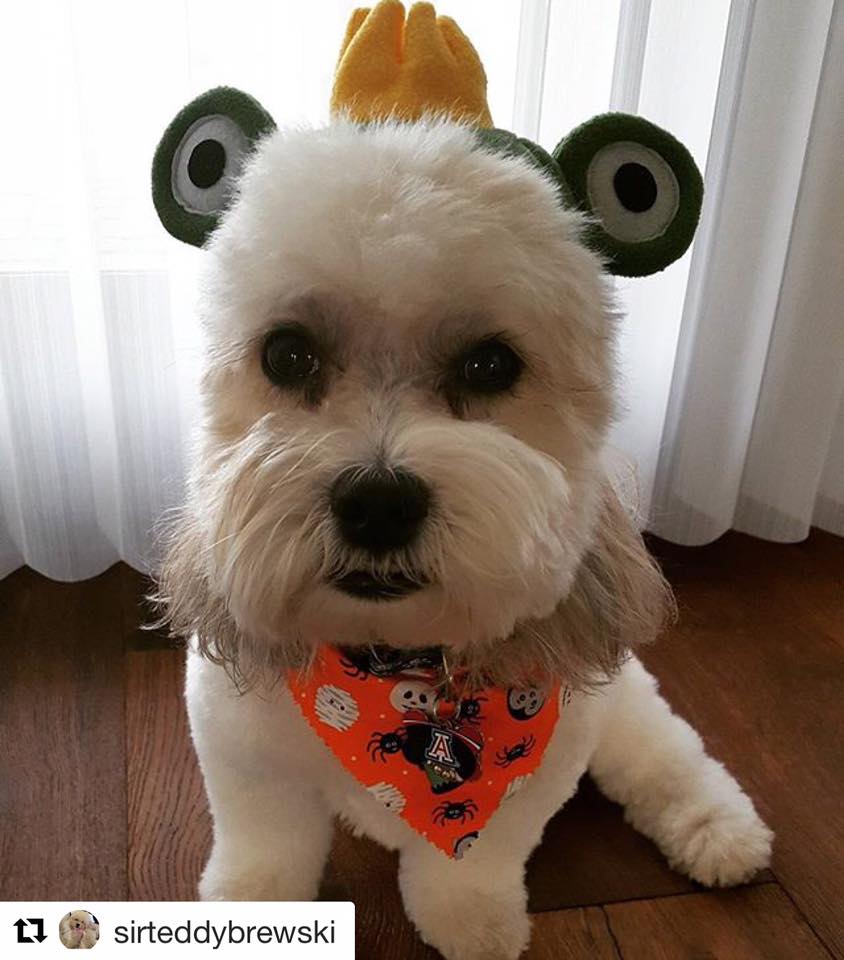 Sir Teddy Brewski dressed up for Halloween!