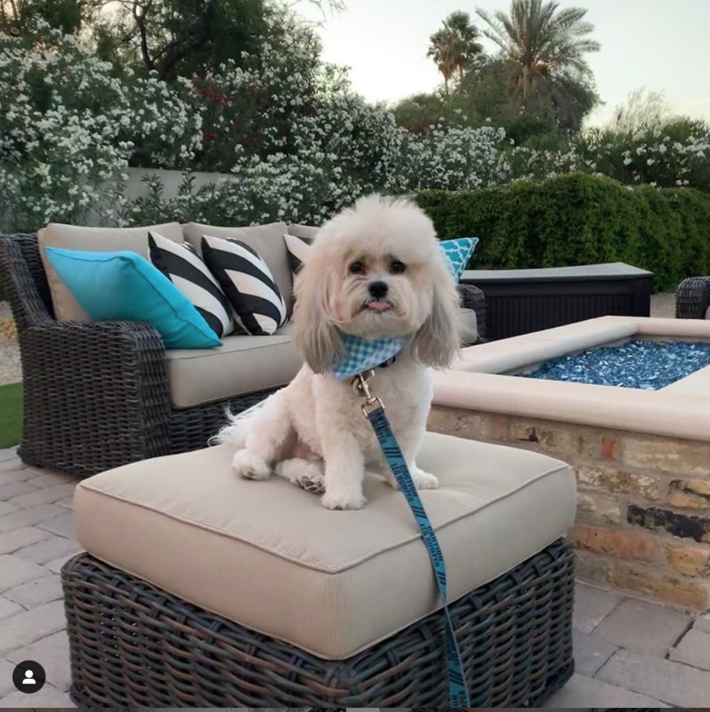 Havanese tongue out