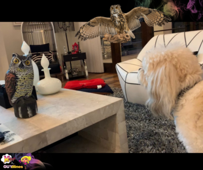 Havanese Dog Vs. Owl Scarecrow